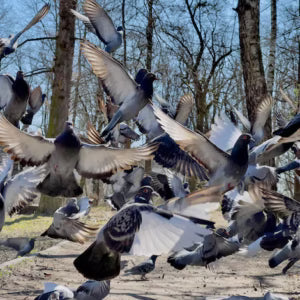 Pigeon-Borne Diseases: Hidden Dangers