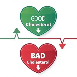 Good vs Bad Cholesterol
