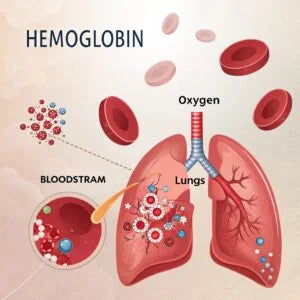 How Hemoglobin Helps Your Body Breathe