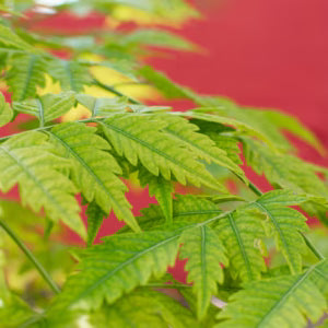 Neem: Nature’s Antibiotic