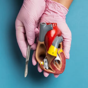 How Organ Transplants Work?
